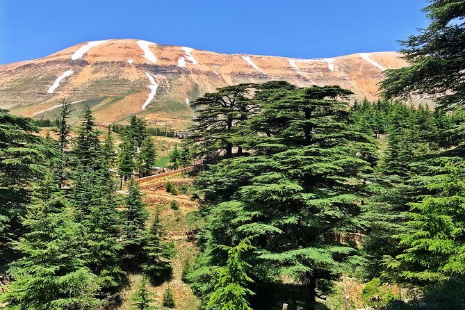 Cedars, Bsharre & Kozhaya Day Tour - Key Things I’d Prioritize Before You Go
